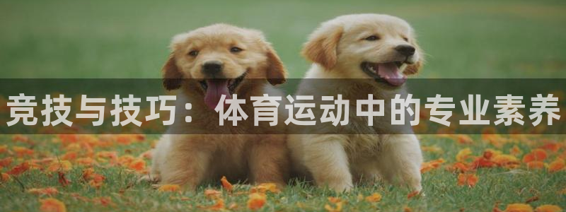 一竞技官网下载软件：竞技与技巧：体育运动中的专业素养