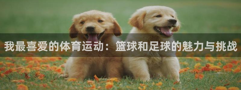 一竞技官方正版app集团简介：我最喜爱的体育运动：篮球和足球