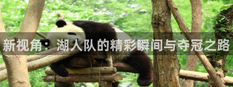雨燕直播在线观看nba：新视角：湖人队的精彩瞬间与夺冠之路